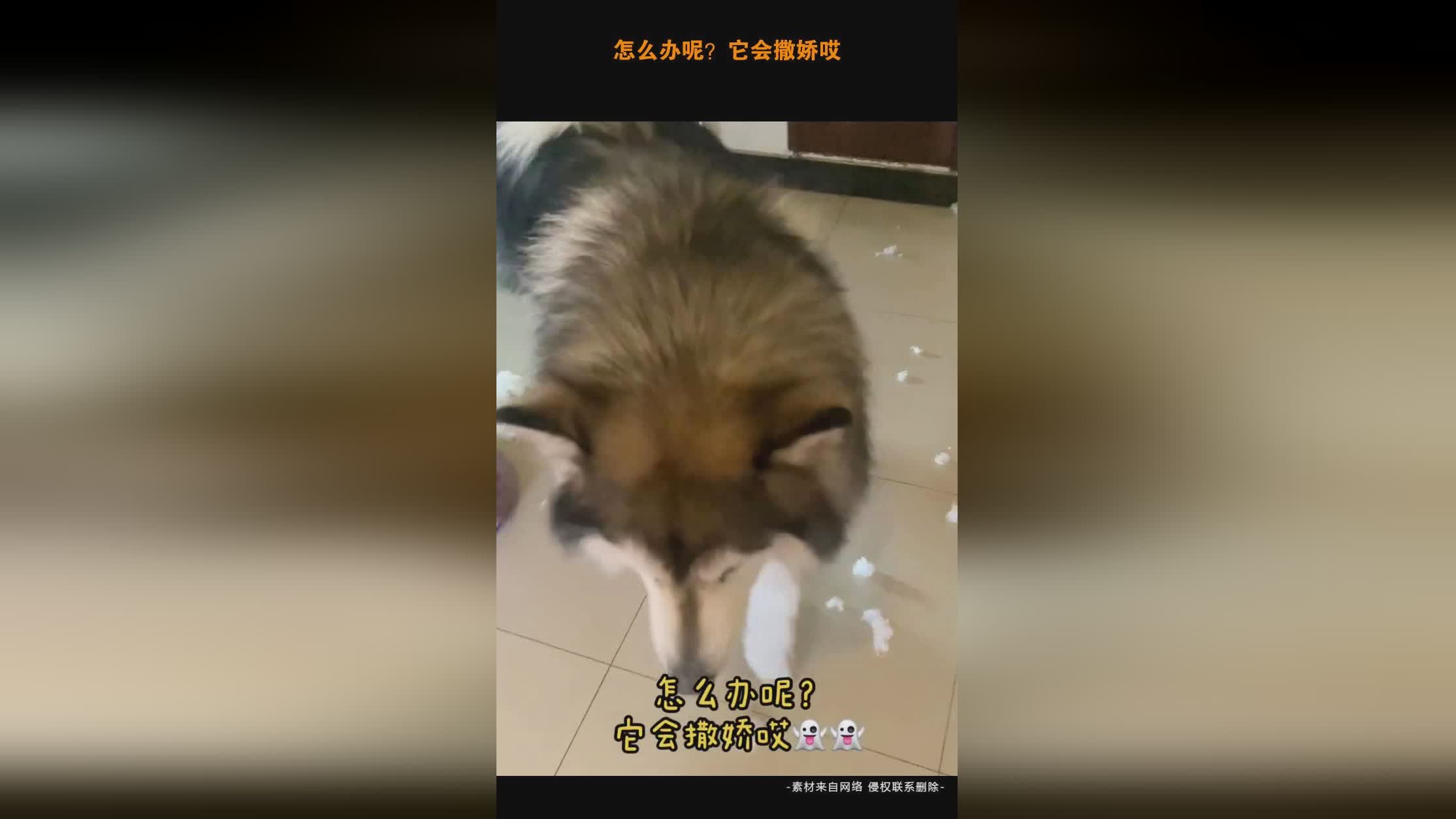 「队友」(队友太会撒娇了怎么办TXT下载)