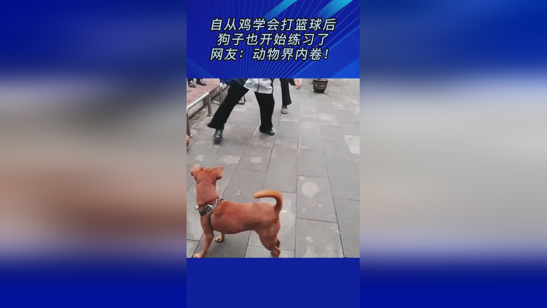 周俊成：周俊成就已经开始打篮球了，周俊成自从和父母去看望母亲周俊成之后