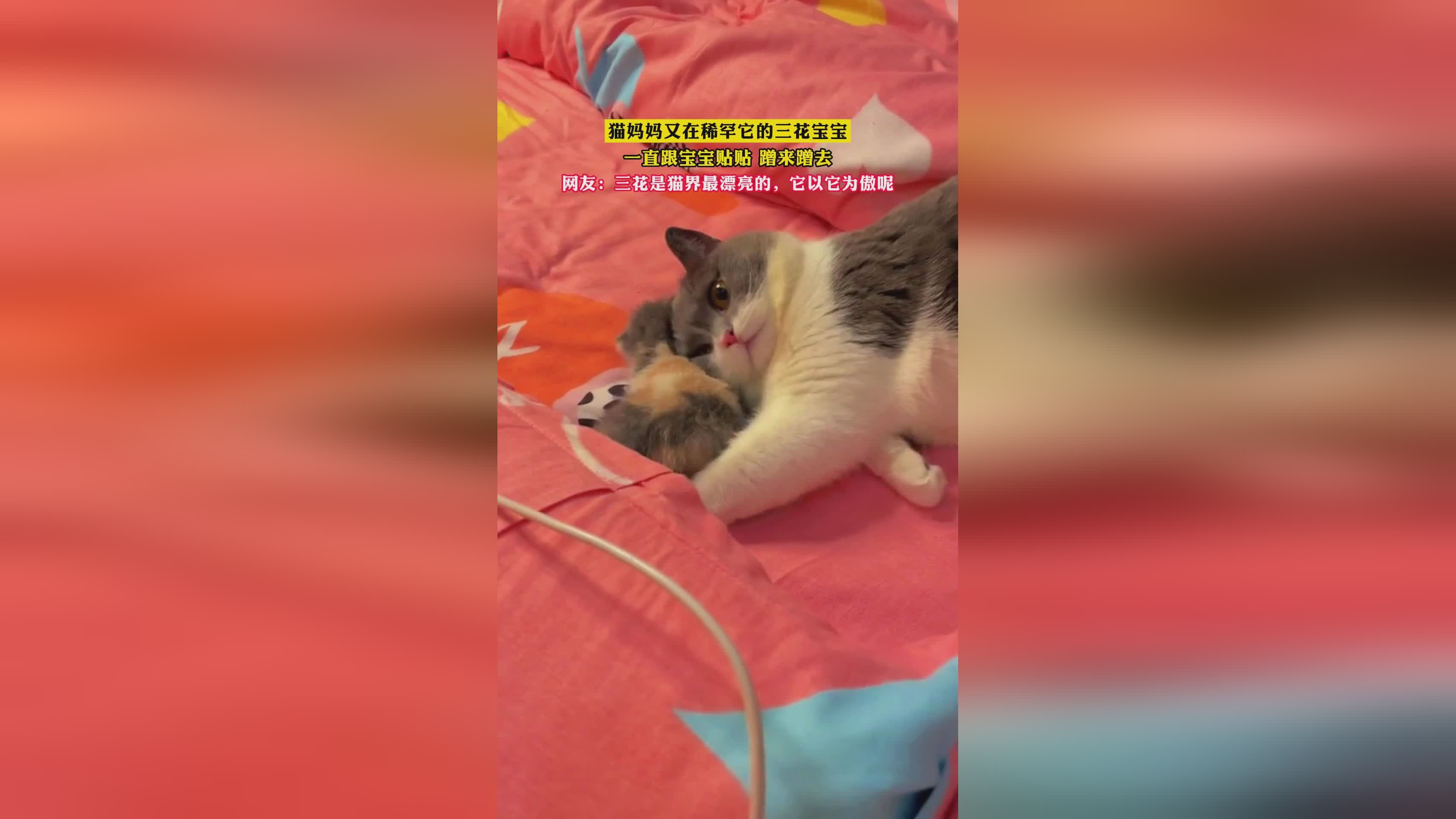赵率舟_她们一直跟我说她要嫁给我，赵率舟还曾去新加坡拍过电影《大象来了