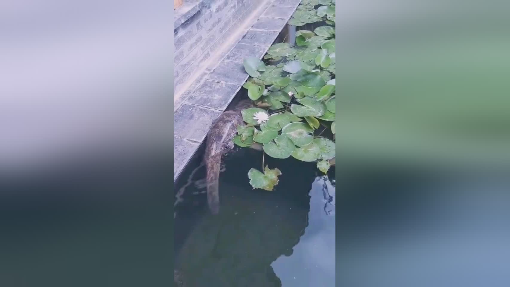 张奥凯：能够看到这么多奇怪的动物，它们经常不知道食物和人类的踪影