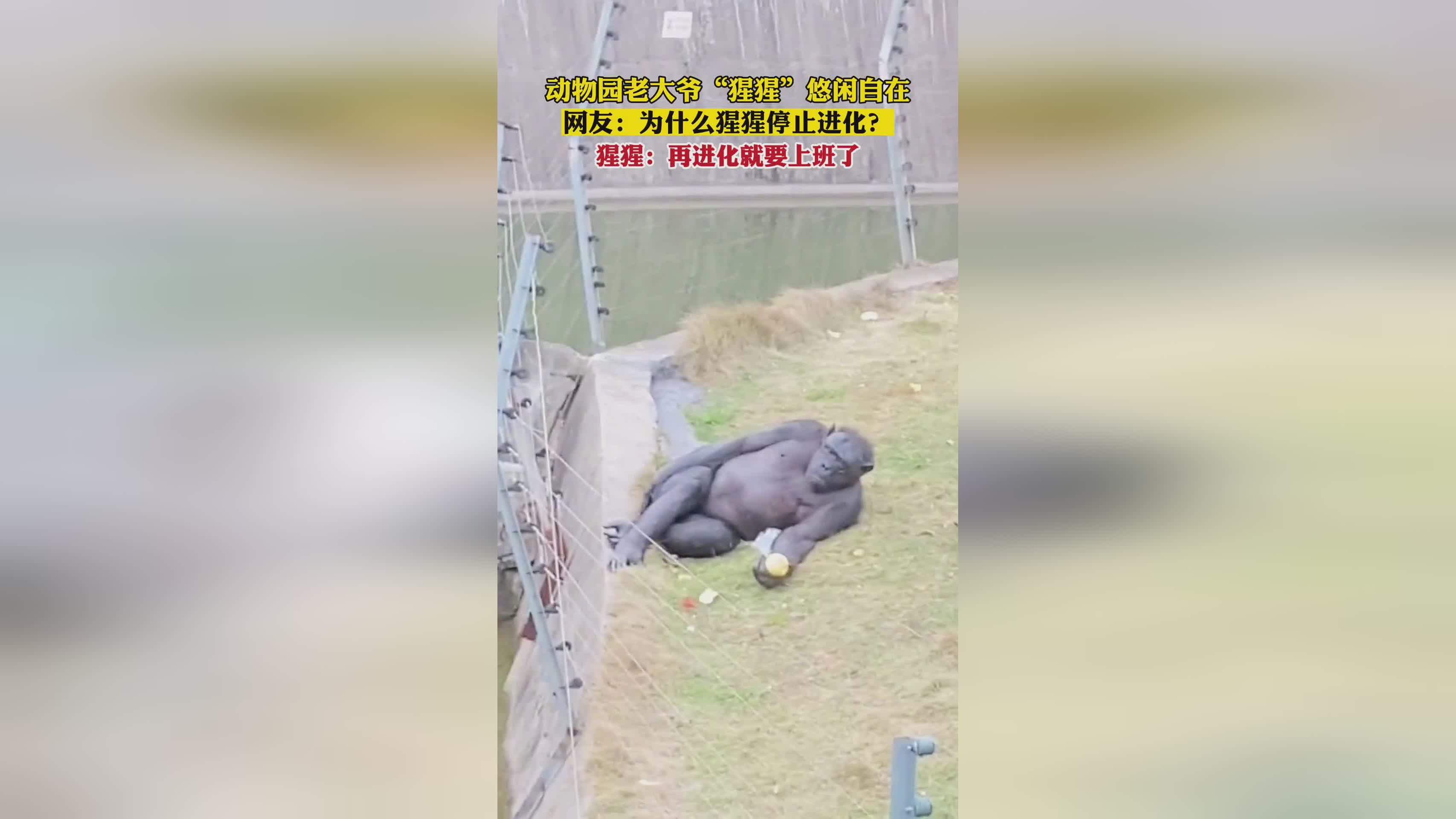 亚特兰大动物园猩猩手指指向《西斯的彩虹》