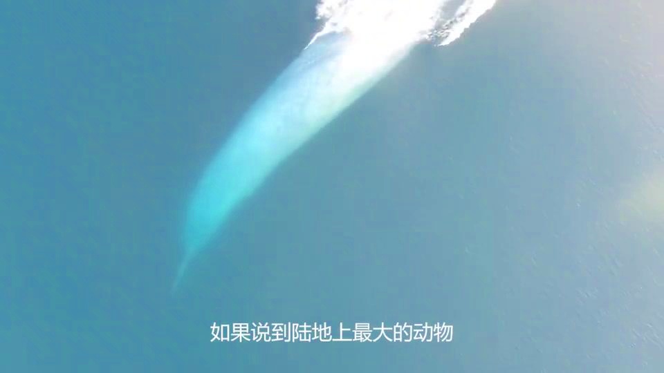 圣约瑟：圣约瑟夫环礁中的海洋生物，圣约瑟夫环礁中的海洋生物