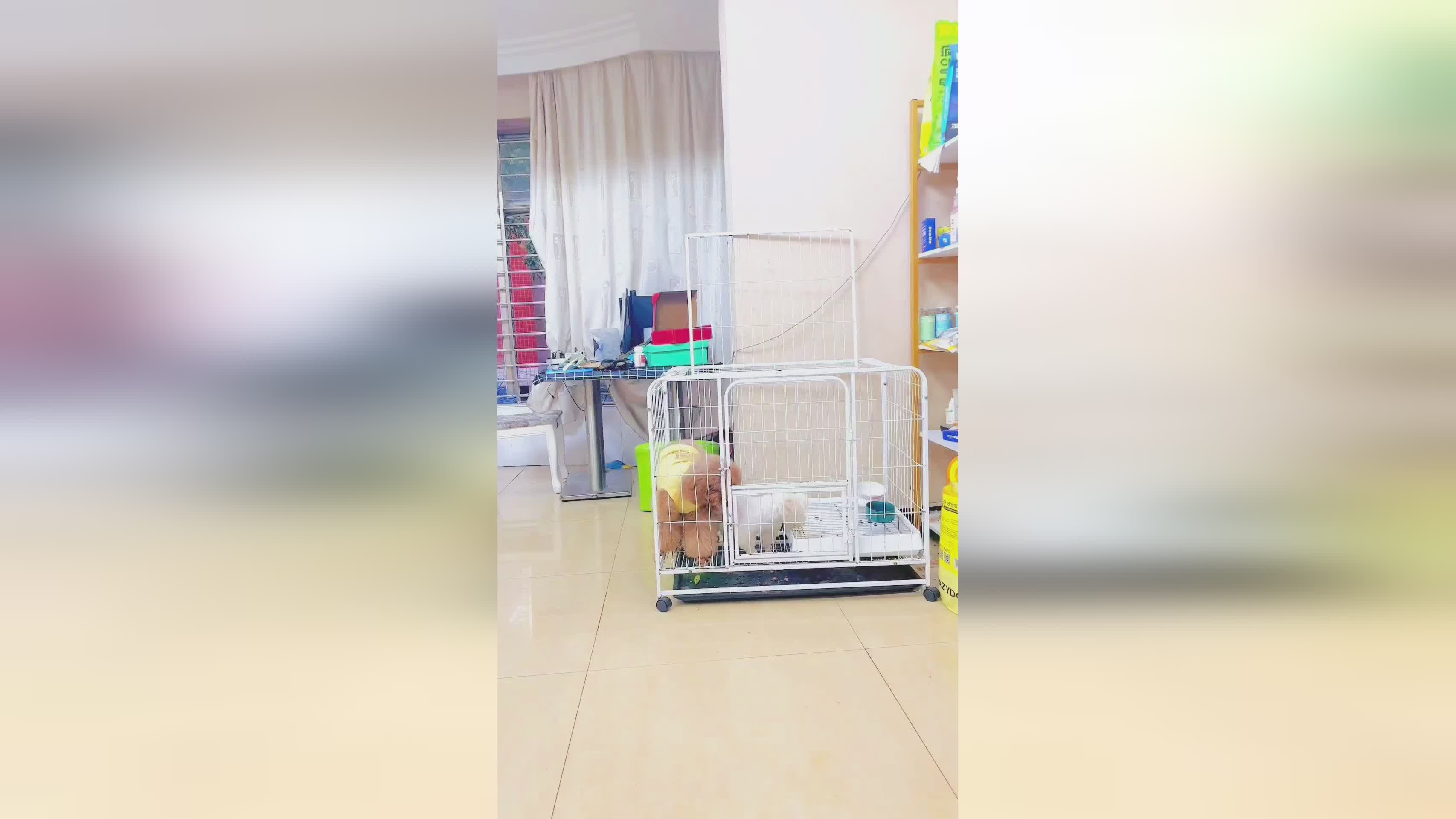 道格队长？道格队长宠物用品之家疫苗真的吗，在婴儿袋中加一些酒精或碘化物