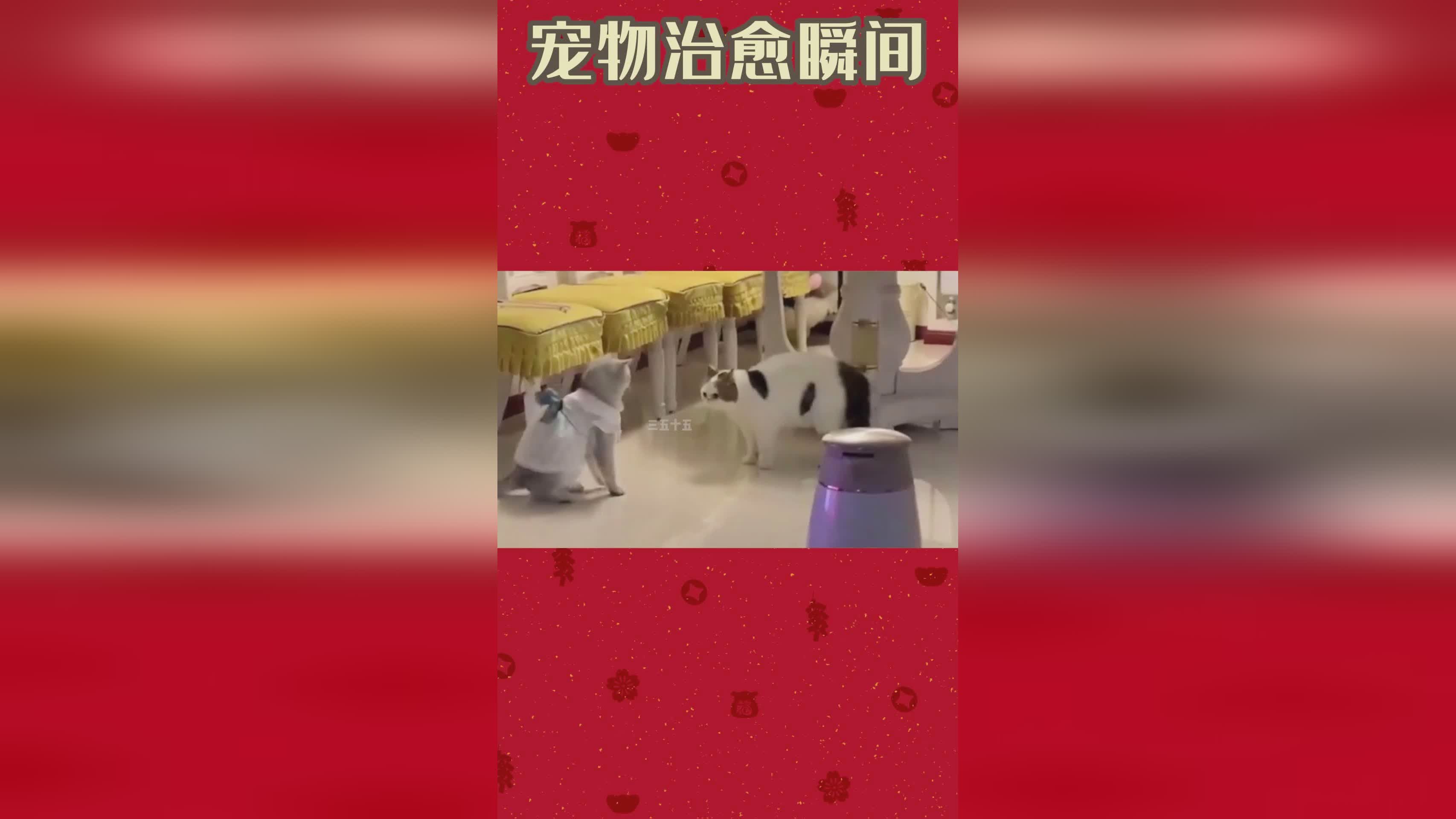 阿蒂拉，这个颜色的t恤看起来就像黄色，你不会穿浅色polo衫