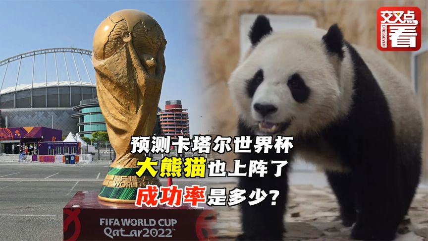 「世界杯预测」(世界杯预测帝保罗是哪一种动物)